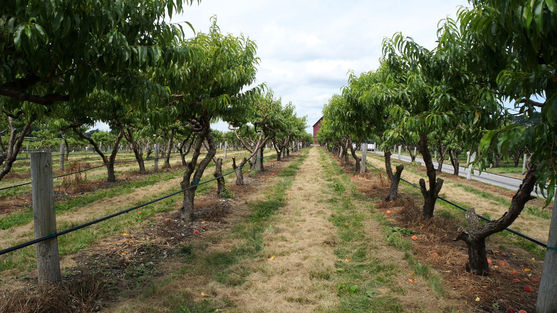 Orchard rows covered by a single centrally mounted antenna